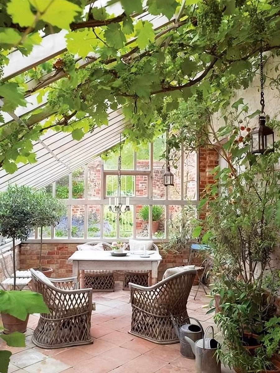 16. Trồng nho trên ban công không khó: chọn giống phù hợp, chậu lớn, đất tơi xốp, đủ nắng, tưới và bón phân hợp lý.