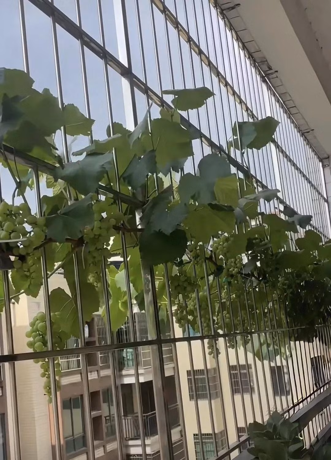 15. Buổi tối ngồi dưới giàn nho, nghe lá xào xạc, gió mát rượi, thỉnh thoảng một quả nho chín rơi xuống – cảm giác bình yên khó tả.