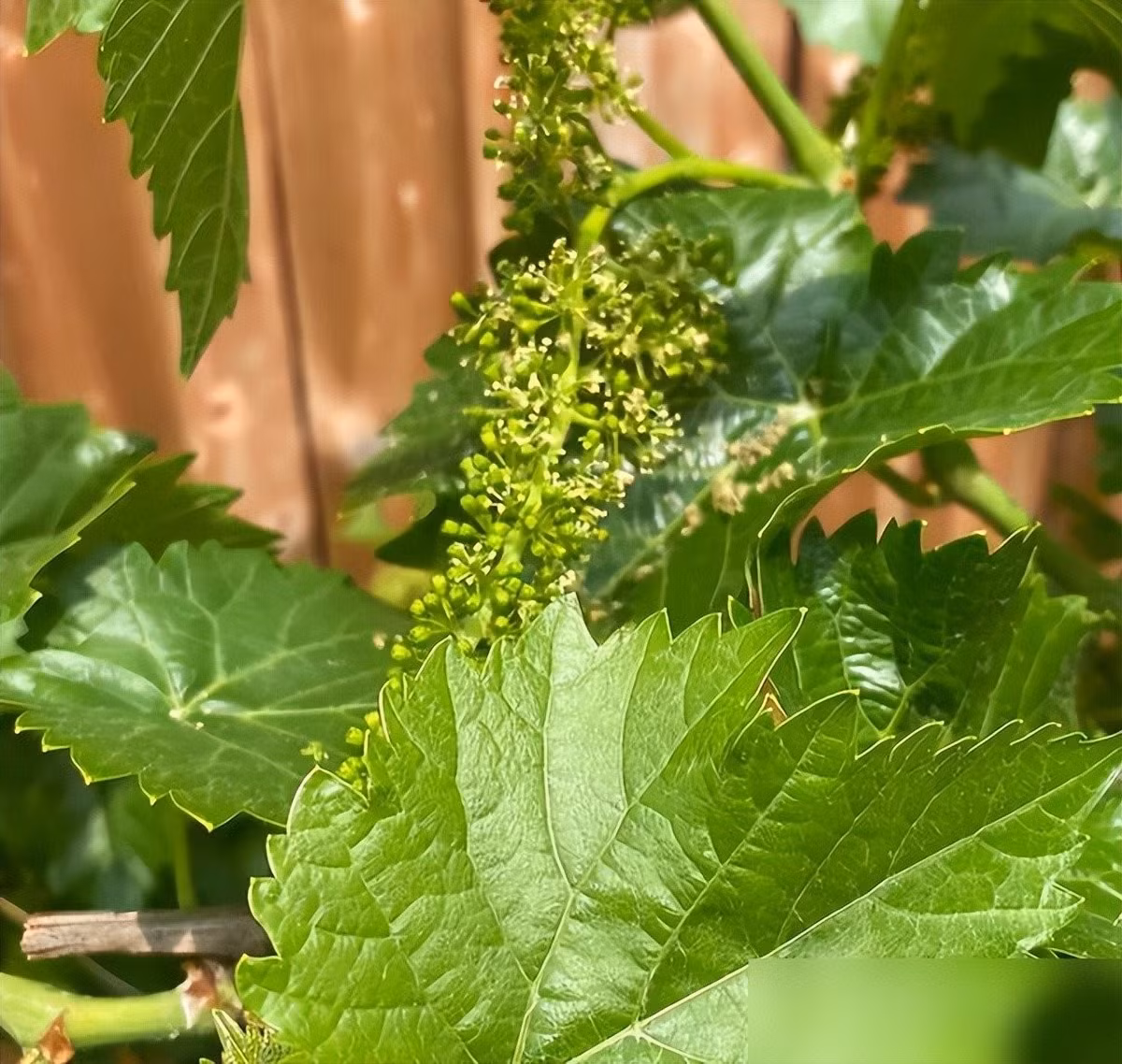 12. Người xưa tin rằng “Cây nho trước cửa sinh nhiều con cháu” – biểu tượng gia đình đông vui, thịnh vượng.