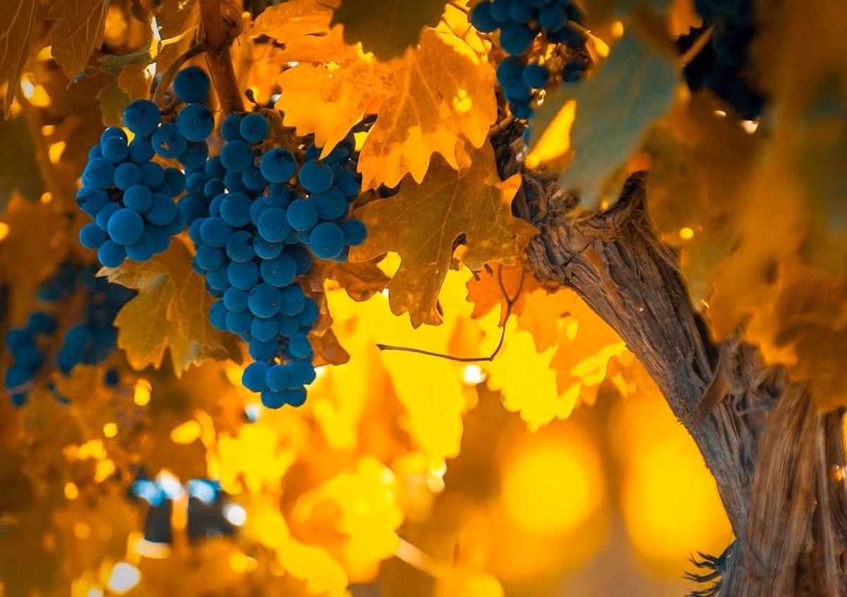 11. Sự đan xen của tua nho thể hiện tinh thần đoàn kết, hỗ trợ lẫn nhau. Dù bị cắt tỉa, cây vẫn hồi sinh mạnh mẽ – như sức sống bền bỉ của con người.