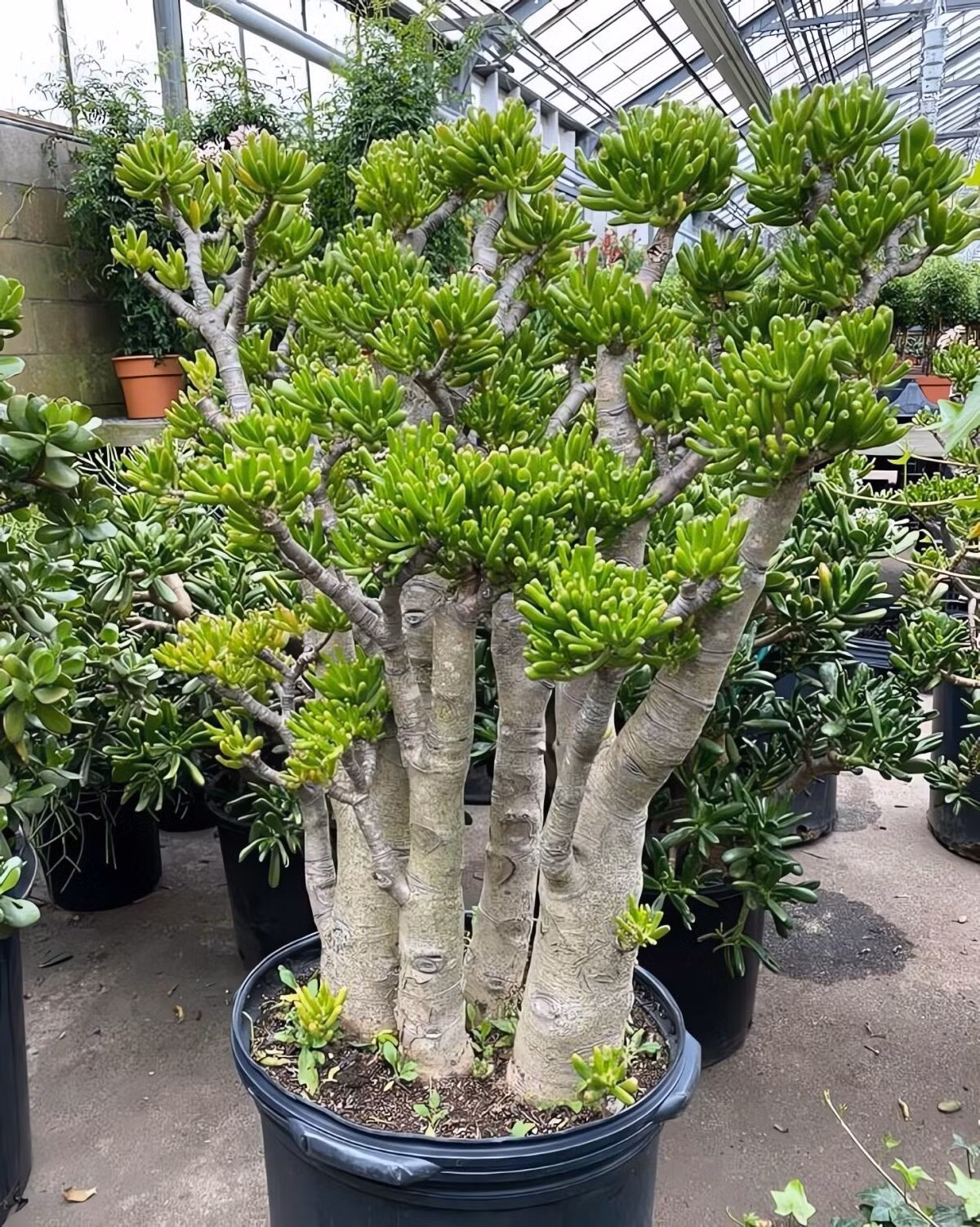 Bí quyết giữ cây khỏe, lá bóng: Nước vo gạo &amp;... bia!. Dùng nước vo gạo pha loãng lau lá mỗi tháng giúp lá sáng bóng như gương. Thi thoảng lau bằng bia cũng giúp cây mướt, phát triển vượt bậc không cần phân bón.