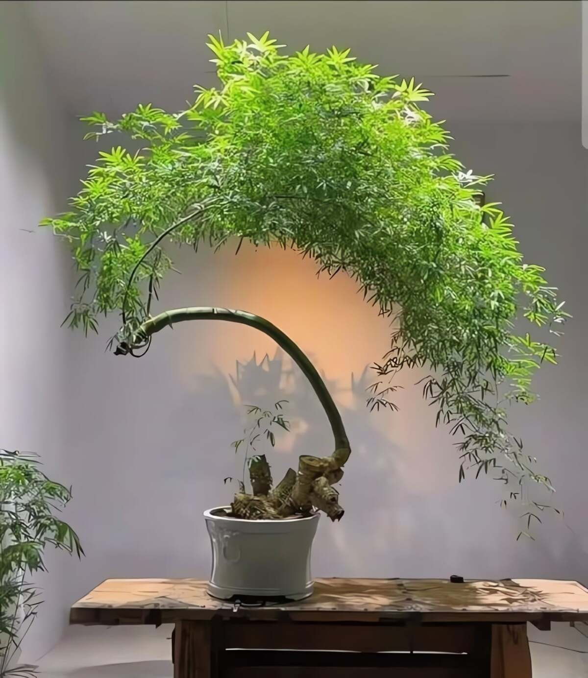 Từ xưa, tre gắn bó với đời sống người Việt, biểu trưng cho sự kiên cường, ngay thẳng, đoàn kết – những giá trị văn hóa thấm sâu trong lịch sử và tinh thần dân tộc.