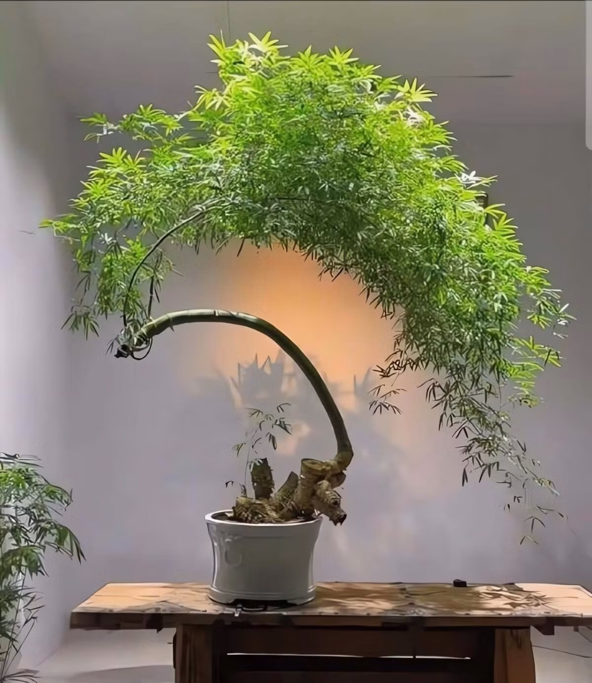 Từ xưa, tre gắn bó với đời sống người Việt, biểu trưng cho sự kiên cường, ngay thẳng, đoàn kết – những giá trị văn hóa thấm sâu trong lịch sử và tinh thần dân tộc.