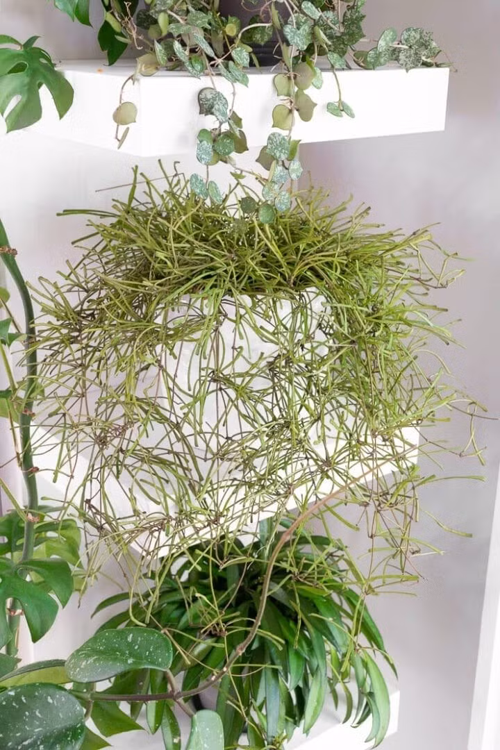 Hình dáng “độc nhất vô nhị” Cây có thân leo mảnh, dài đến 3 mét, lá nhỏ như kim. Khi nở, hoa như những ngôi sao nhỏ sáng rực trên nền lá mảnh mai. ﻿