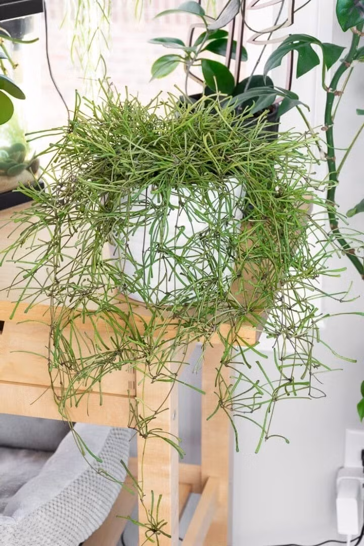 Ấn tượng đầu tiên: chỉ là "mớ que"? Cẩm cù lá que (Hoya retusa) ban đầu trông như những que diêm nhỏ mọc xiên xẹo, khiến nhiều người ngỡ là cỏ dại. Càng nhìn càng lạ Không giống những loại cẩm cù lá to, dày và xanh mướt, Hoya retusa sở hữu vẻ ngoài gầy gò, kỳ lạ, khiến ai cũng phải ngạc nhiên.