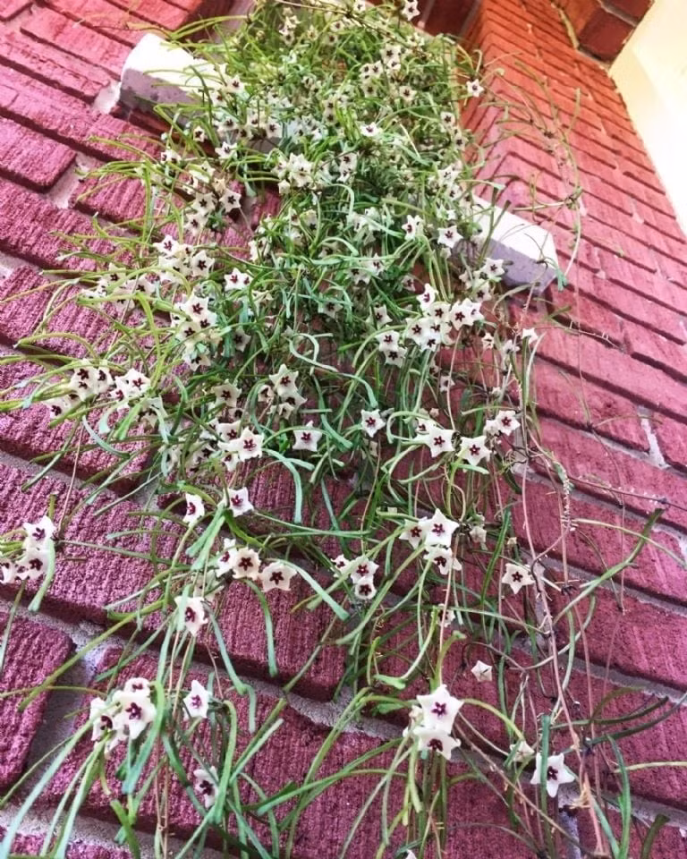 Ánh sáng lý tưởng để cây khỏe mạnh Cây thích ánh sáng gián tiếp. Đặt gần cửa sổ có mái che giúp cây phát triển mà không bị “cháy lá”.