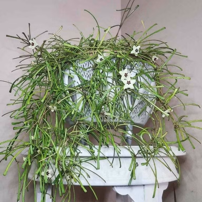 Chế độ nước và đất phù hợp Hoya retusa thích khô giữa các lần tưới. Dùng đất tơi xốp, thoát nước tốt, kết hợp đá trân châu và xơ dừa là lý tưởng.