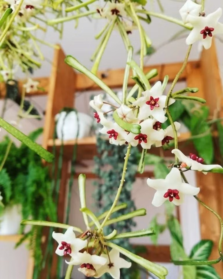 Giới thiệu về cẩm cù lá que Đây là một loài hiếm, có nguồn gốc từ Ấn Độ và Himalaya. Tên tiếng Anh là waxflower hay waxplant – hoa sáp.