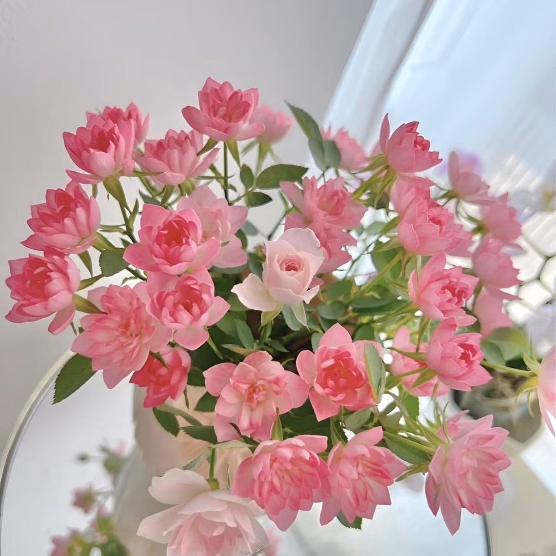 Cây khỏe, dễ chăm, không kén người trồng. Kháng bệnh tốt, ít sâu, không bị đốm lá hay phấn trắng như nhiều loại hồng khác.