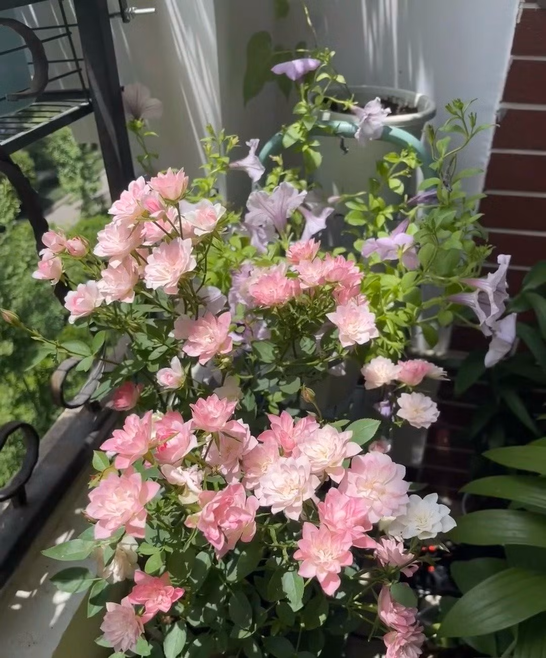 Chịu hạn tốt, dễ nhân giống bằng giâm cành. Chỉ cần giâm trong đất hoặc nước là ra rễ nhanh. Khá “dễ tính” với người mới bắt đầu.