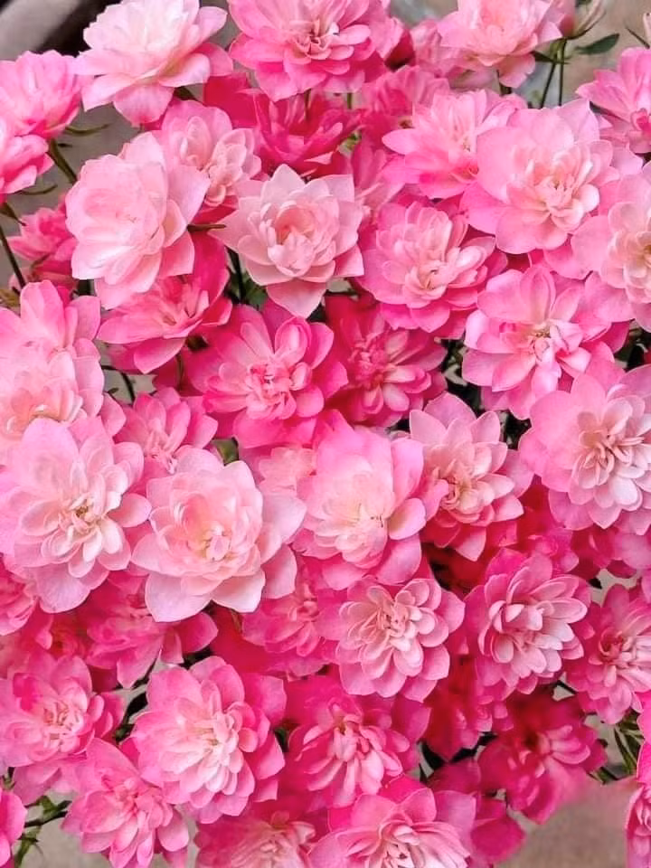 Trồng ở ban công, cửa sổ đều hợp. Dù là ban công nhỏ hay bệ cửa sổ, cây đều phát triển tốt và trang trí rất đẹp mắt.