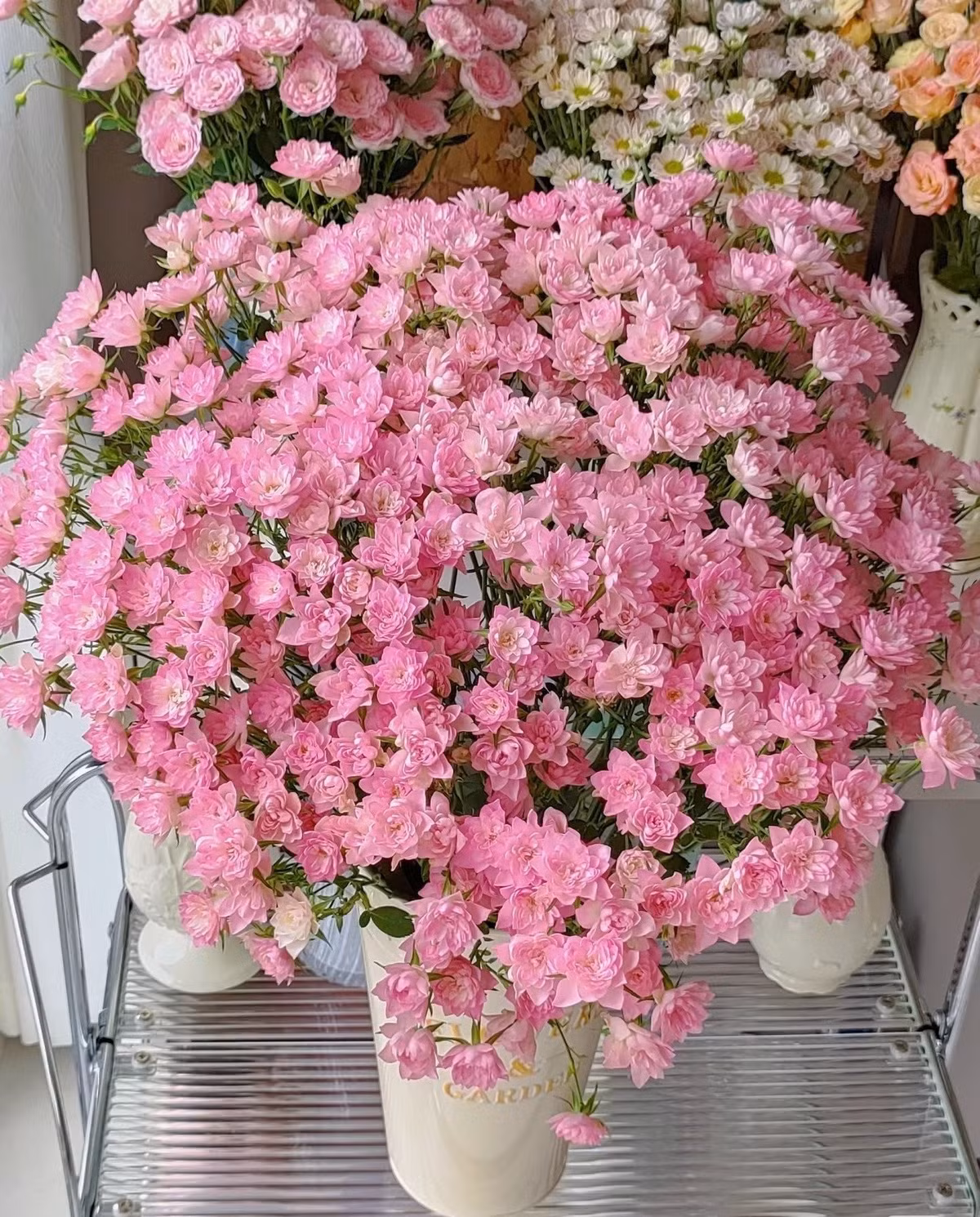 Cây cảnh hoa hồng Thiên hà là gì? Loài hoa nhỏ xinh, cánh xếp như hoa sen, nở nhiều như sao, còn gọi là “hoa sen bầu trời đầy sao”.