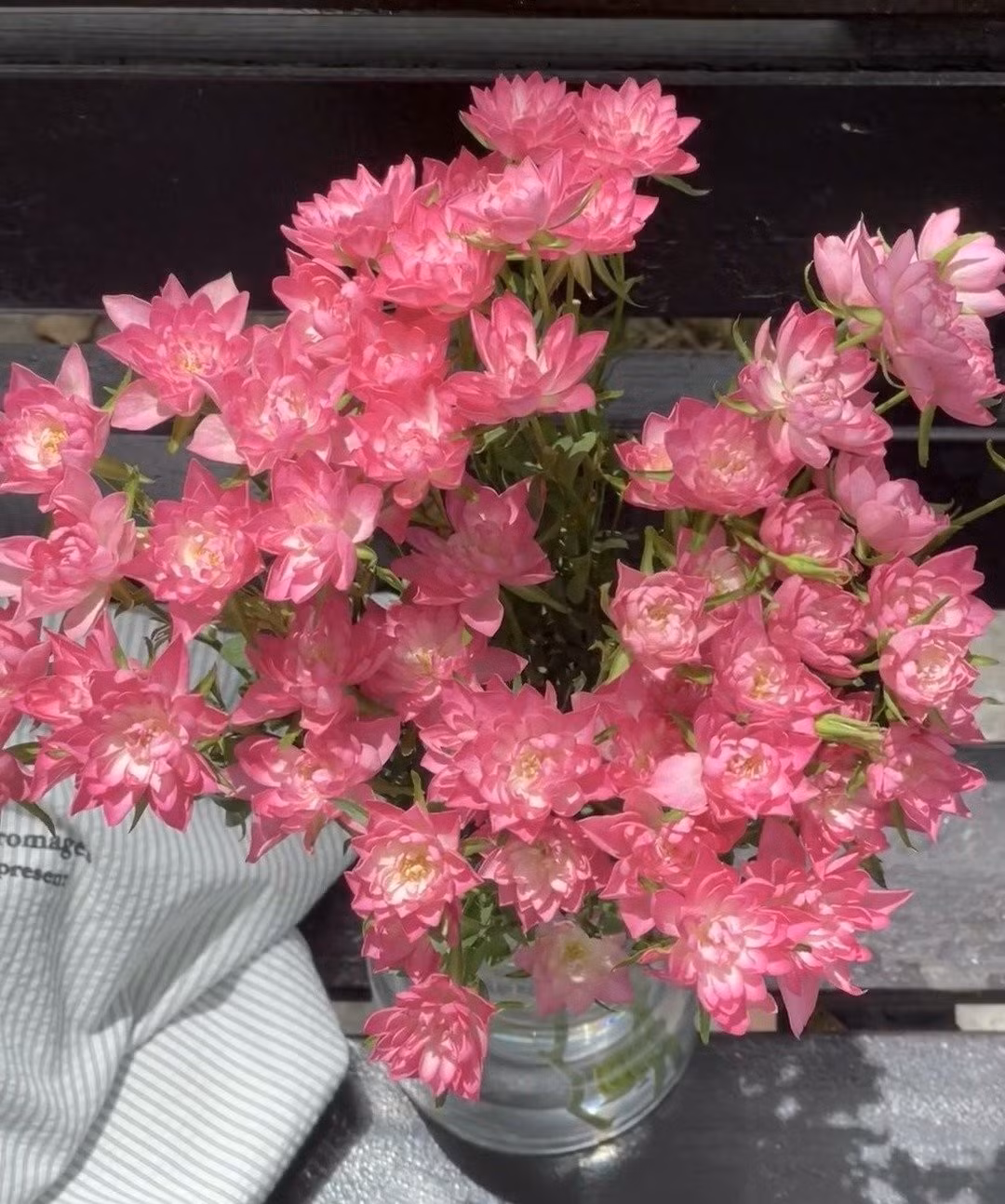 Màu sắc hoa chuyển đổi kỳ ảo. Từ hồng rực đến hồng nhạt và trắng. Dưới nắng, hoa ánh lên như ngọc – đẹp lạ thường.