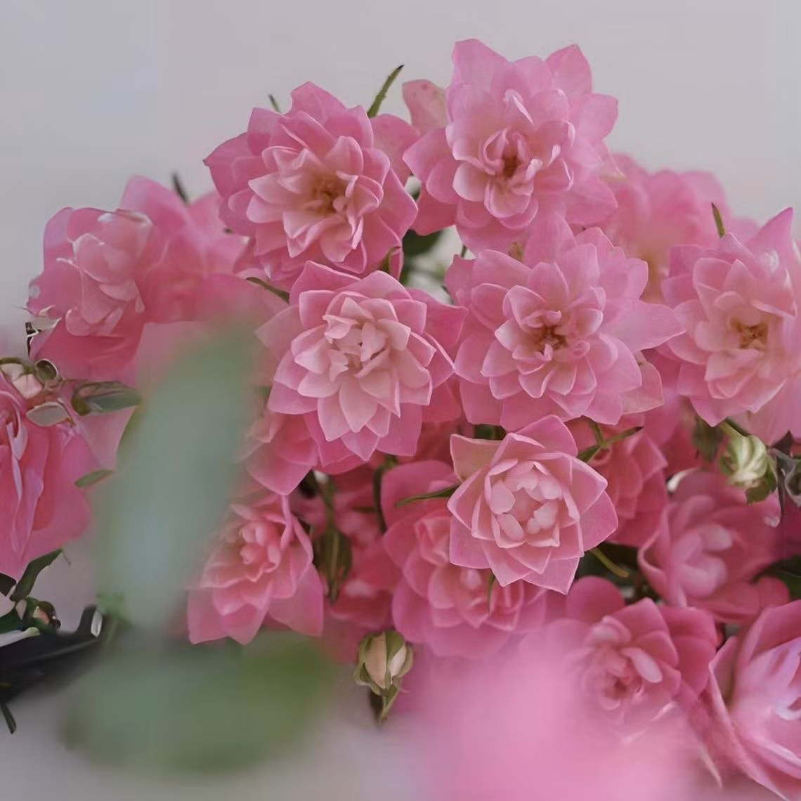 Gợi ý cho người mới chơi cây cảnh. Không mùi thơm nhưng dáng đẹp, hoa rực, lại siêng nở. Cây hồng Thiên hà là lựa chọn hoàn hảo!