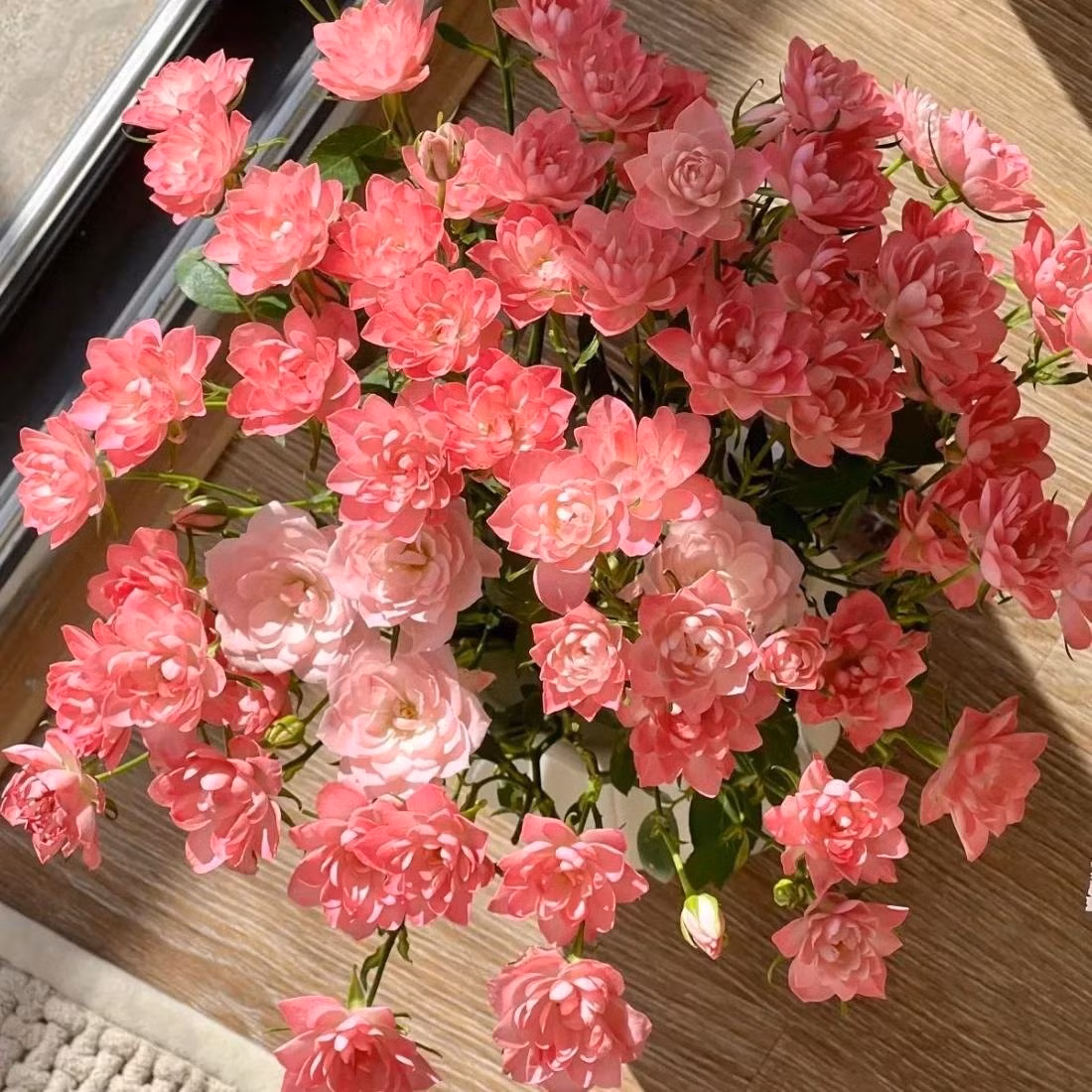 Hoa tròn đều, xếp cánh như sen nhỏ. Mỗi bông hoa đường kính khoảng 4 cm, cánh xếp gọn gàng, hình bán kép rất cuốn hút.