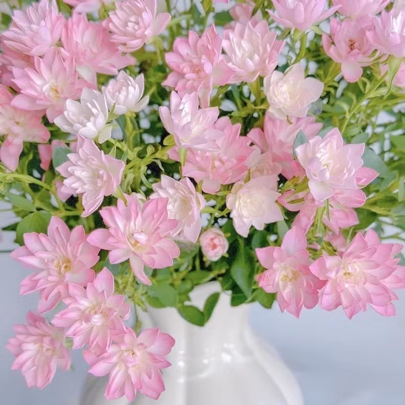 Hợp với cả khí hậu lạnh và nóng. Vào mùa đông, nếu ở nơi rét đậm, chỉ cần đưa cây vào phòng nắng là sẽ thấy hoa nở.