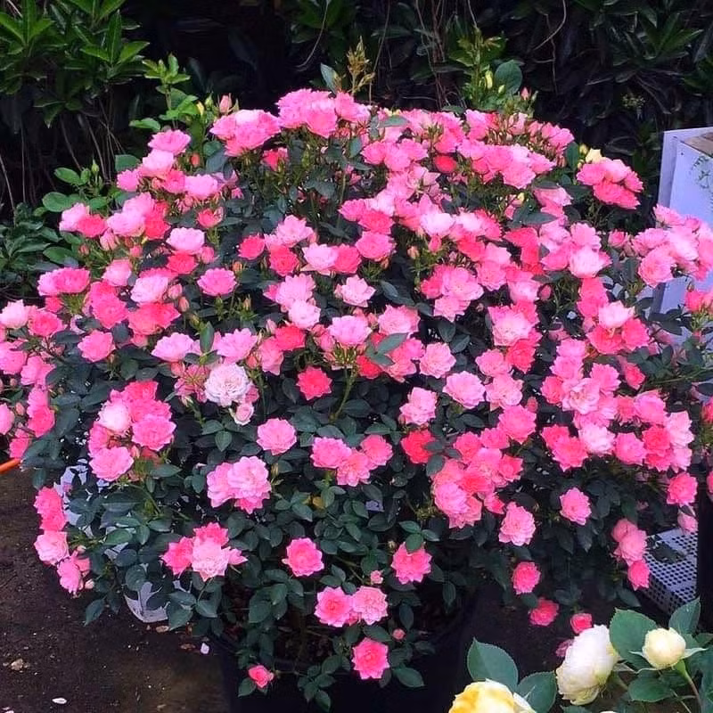 Tên nghe lạ tai nhưng rất nên nhớ. Tên tiếng Anh là Lotus Star Rose hoặc Starry Sky Lotus – hồng ngôi sao hoa sen, rất được ưa chuộng.