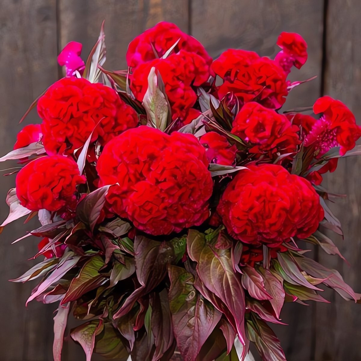 View - Cây cảnh dân dã trổ hoa rực rỡ, hút may mắn đầu mùa | Báo Tri thức và Cuộc sống - TIN TỨC PHỔ BIẾN KIẾN THỨC 24H