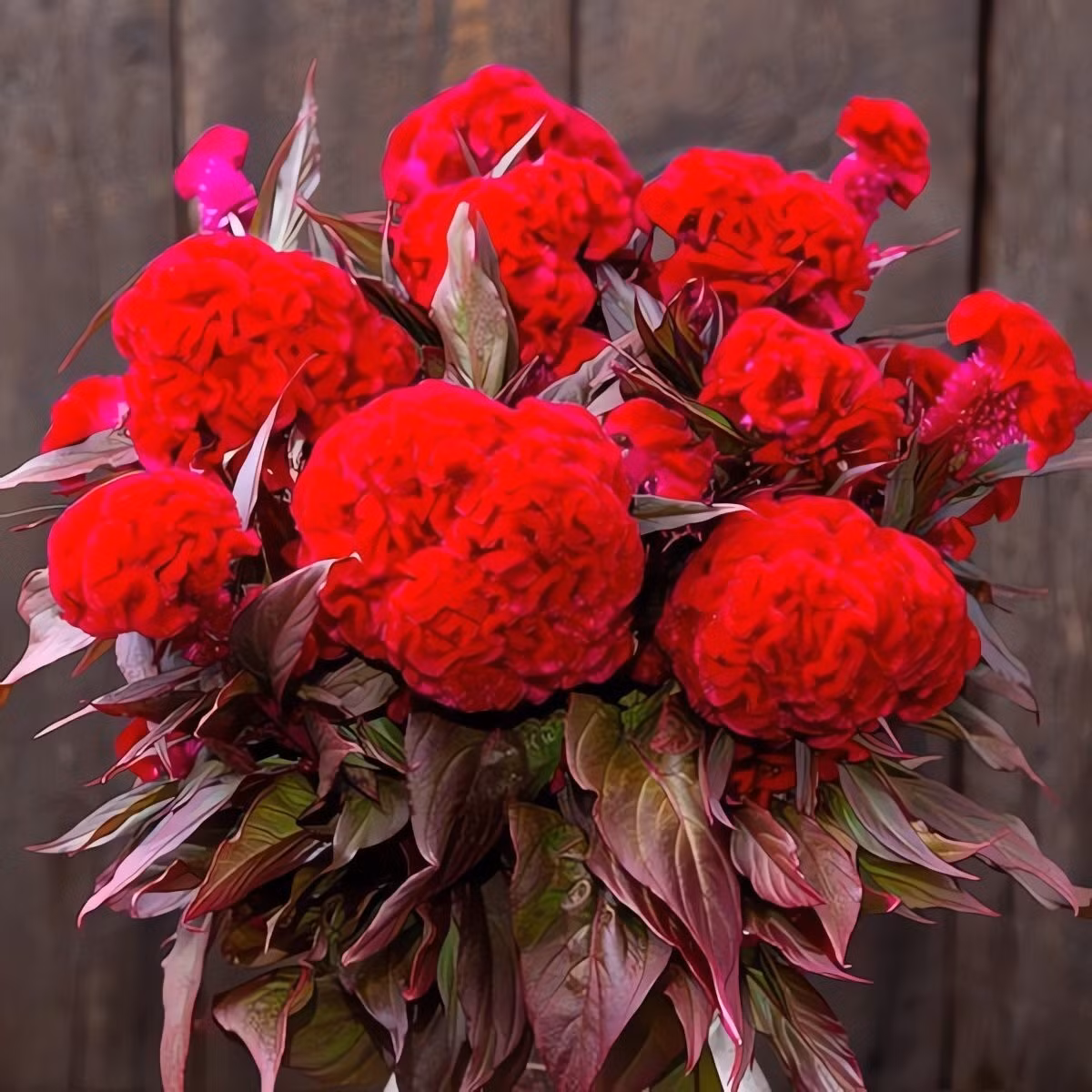 Cây cảnh đáng trồng cho mọi không gian sống: Chỉ cần vài giờ nắng mỗi ngày, đất tơi xốp và tưới nước đúng cách, bạn sẽ có một chậu mào gà rực rỡ, bền đẹp và hút tài lộc quanh năm.