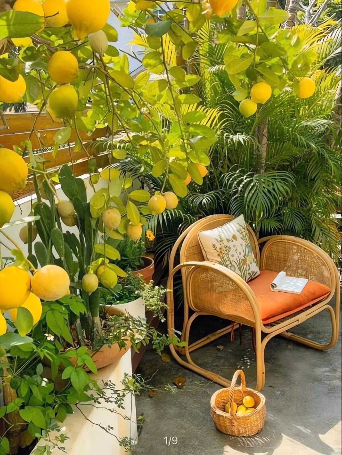 Quả chanh vàng tượng trưng cho tài lộc và phúc khí. Những trái chanh tròn căng còn thể hiện sự viên mãn, đủ đầy, thịnh vượng quanh năm. Cây chanh không chỉ hợp phong thủy mà còn giúp lọc không khí, làm dịu tâm trạng, tạo không gian sống trong lành, hòa thuận và ấm cúng.