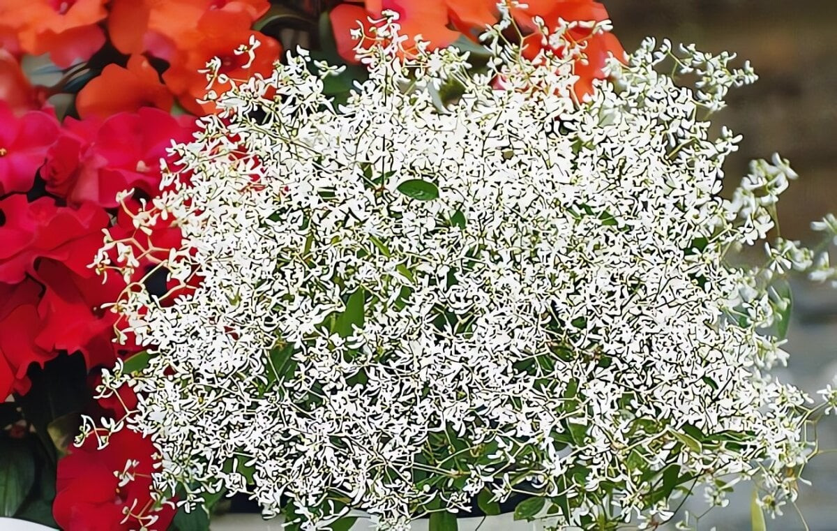 Nhiều tên gọi mộng mơ. Cây còn được biết đến với các tên: hoa tuyết cầu, kim cương băng giá, hơi thở em bé – đều gợi cảm giác nhẹ nhàng, tinh khôi.