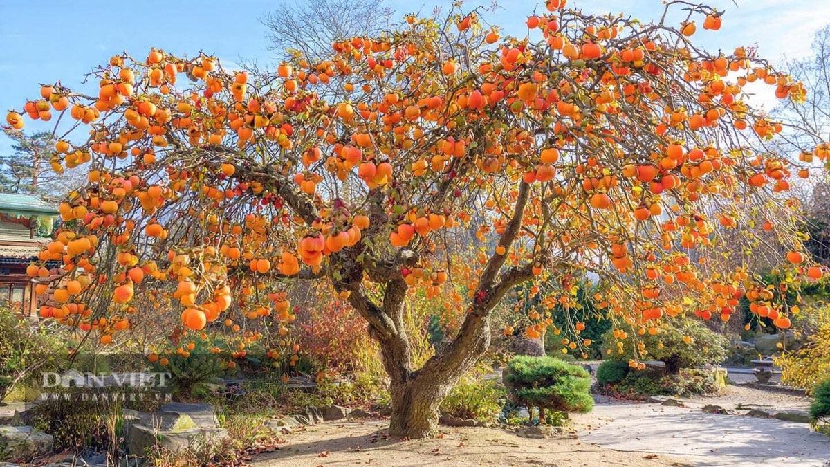 3. Cây cảnh: Hồng ăn quả. Cây hồng có ý nghĩa tốt lành trong văn hóa xưa, tượng trưng cho may mắn và thịnh vượng. Khi cây trĩu quả đỏ tươi, đó được xem là dấu hiệu gia đình ấm no, hạnh phúc và làm ăn phát đạt.