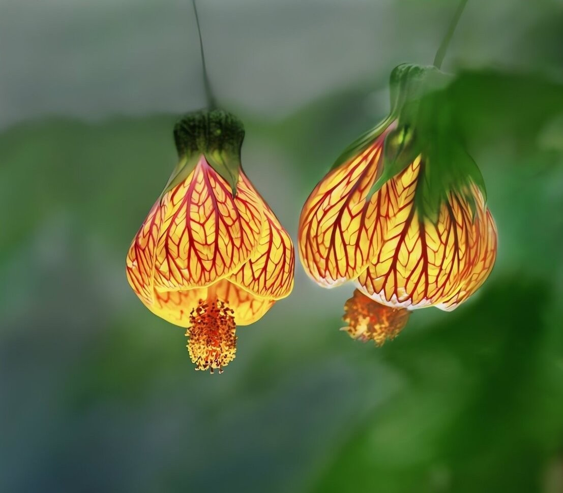 Cây nhỏ gọn chỉ 40–50 cm, thân mập, nhiều cành, rất phù hợp trồng trong chậu nhỏ, đặt ở ban công hay trước cửa nhà mà không chiếm diện tích.