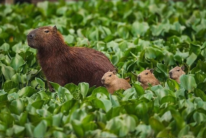 Chuột lang nước (Capybara) – tác giả Clodomiro Esteves Junior.