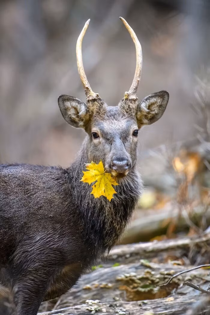 Hươu Nhật Bản (Cervus nippon) – tác giả Diego Delso.