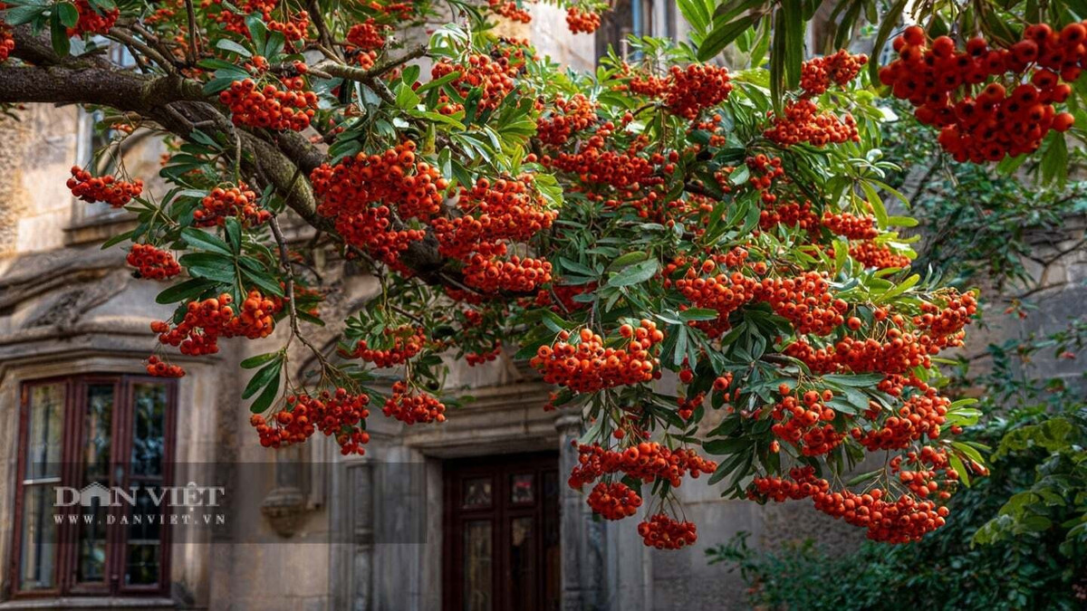 Không chỉ đẹp, táo gai còn có khả năng thanh lọc không khí và giá trị dược liệu. Với sắc đỏ tượng trưng cho may mắn và cát tường, cây thường được trồng dịp Tết, nên còn được gọi là “cây tài lộc”, mang ý nghĩa bảo vệ và đem lại phúc lành cho gia đình.