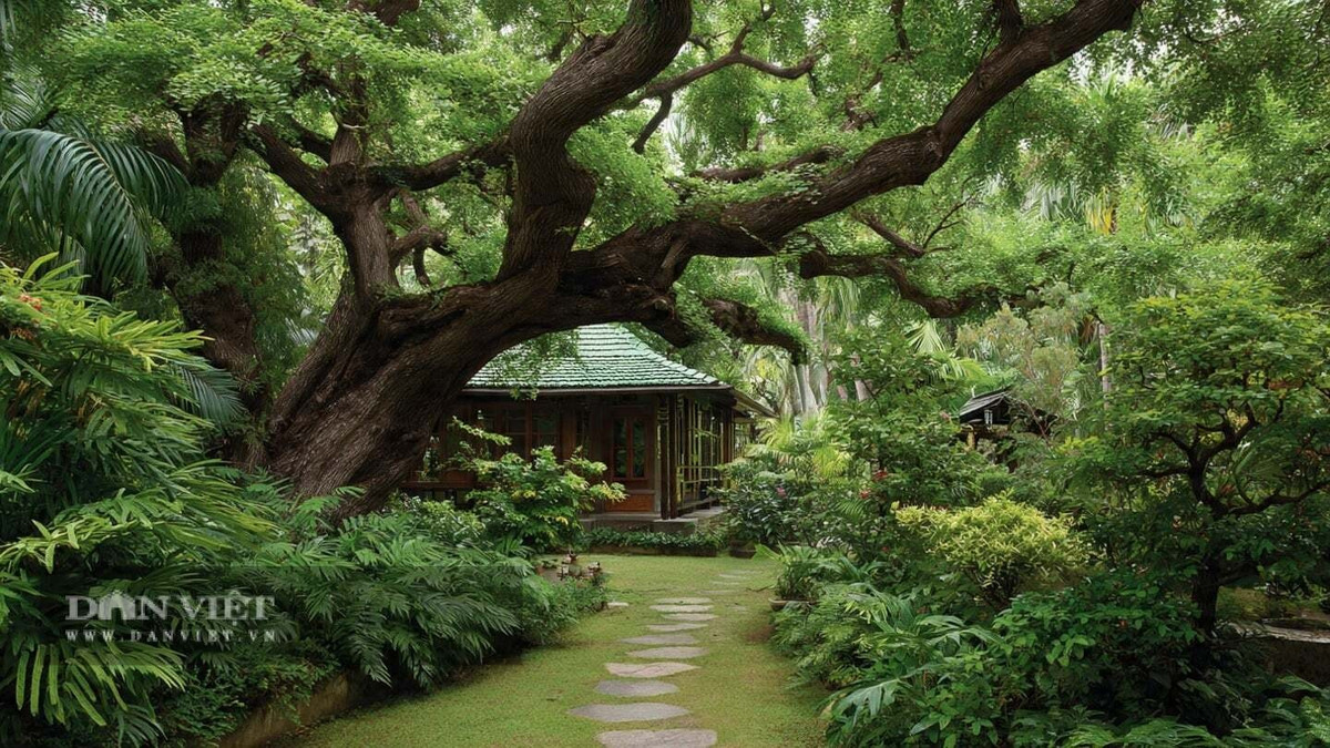 Người xưa dặn: Trồng gỗ trắc trong vườn giúp trấn trạch, thu hút tài lộc