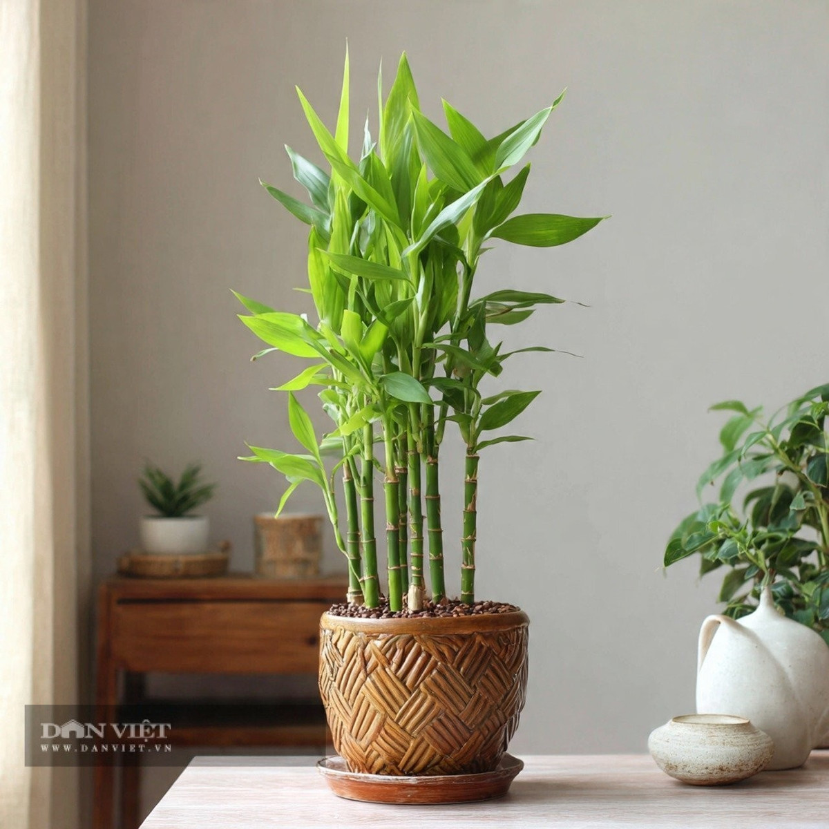 Chỉ cần cắt một cành khỏe dài khoảng 20 cm, trồng xuống đất ẩm có bóng râm nhẹ, sau khoảng 30 ngày cây sẽ bén rễ và ra lá non xanh mướt. Cây ưa sáng, nhưng nên tránh ánh nắng gay gắt trực tiếp.