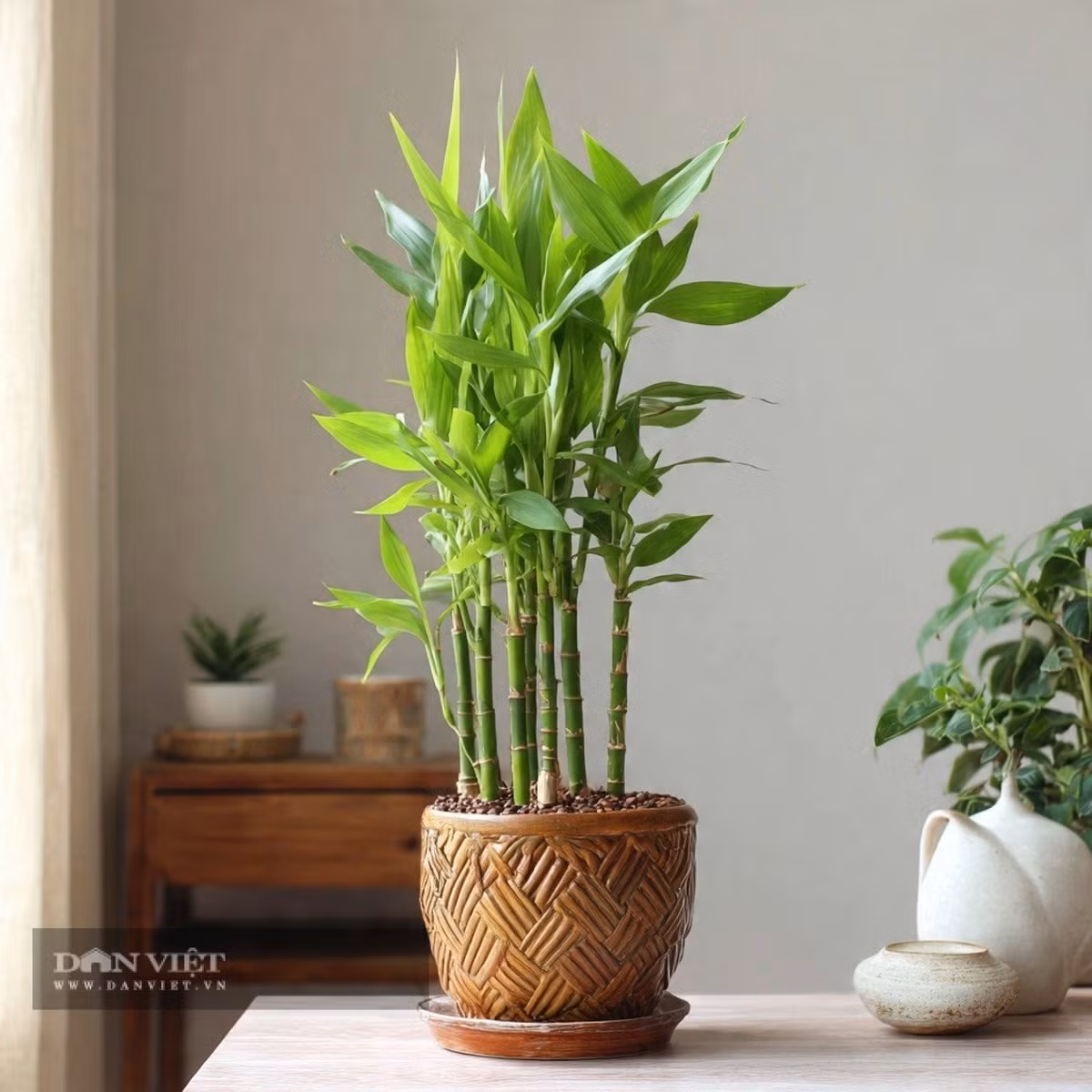 Chỉ cần cắt một cành khỏe dài khoảng 20 cm, trồng xuống đất ẩm có bóng râm nhẹ, sau khoảng 30 ngày cây sẽ bén rễ và ra lá non xanh mướt. Cây ưa sáng, nhưng nên tránh ánh nắng gay gắt trực tiếp.