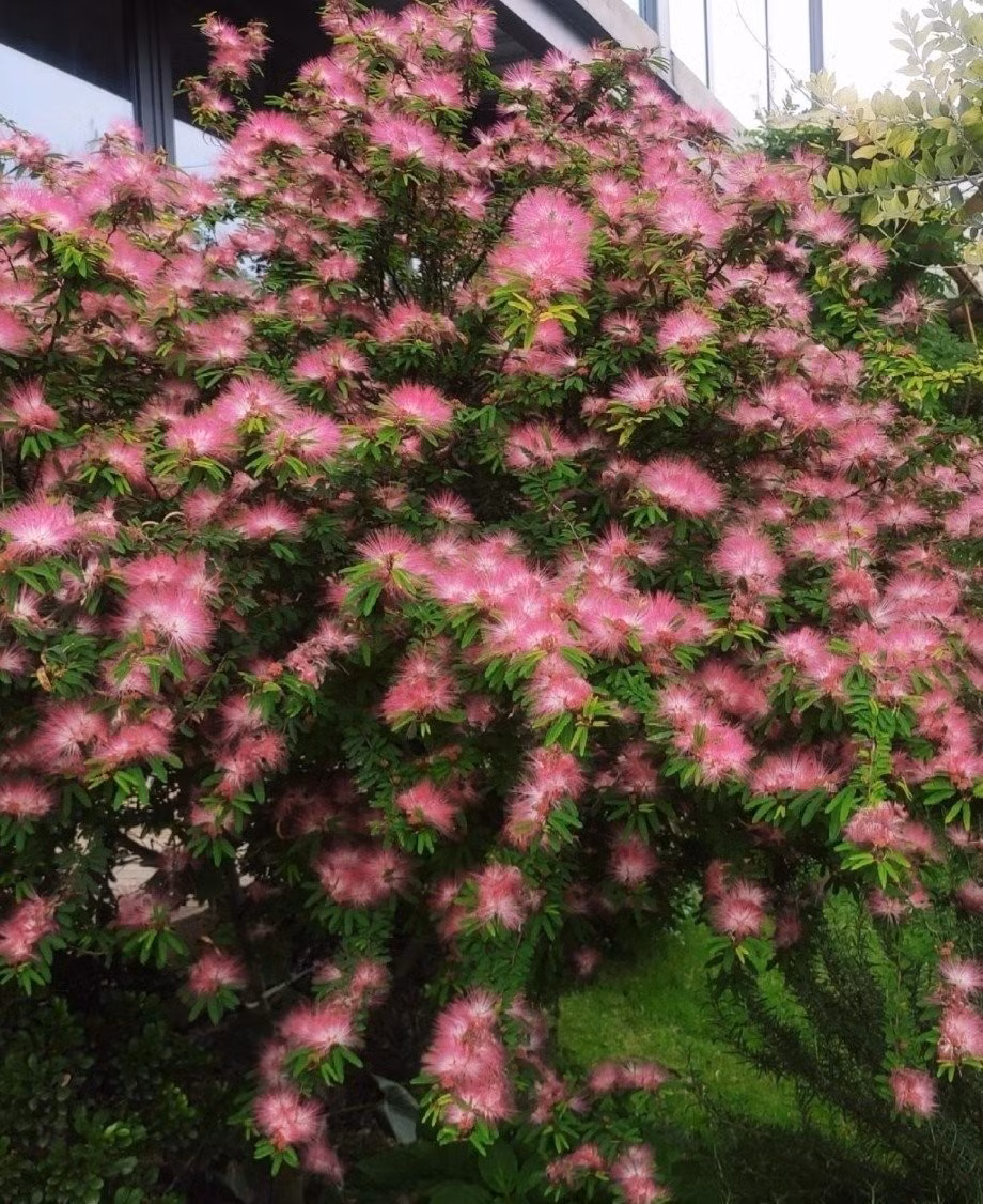 Những bông hoa của cây cảnh này đặc biệt bắt mắt. Khi nở vào mùa hè, các sợi nhung màu hồng hoặc đỏ nhạt sẽ tụ lại thành từng quả bóng. Nhìn từ xa, chúng trông giống như những đám mây mềm mại đầy màu sắc.