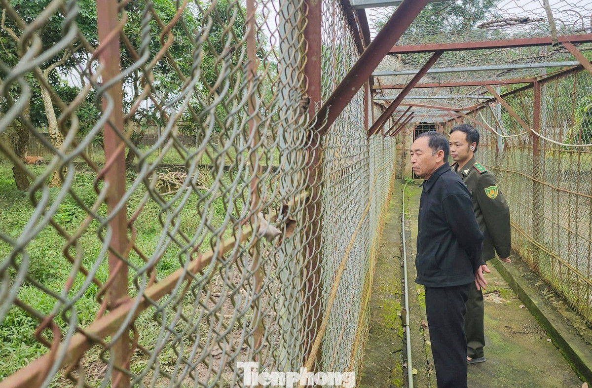 Ông Lê Văn Hà, Trạm Kiểm lâm Mục Sơn thuộc Hạt Kiểm lâm Ngọc Lặc cho biết, hàng tuần đơn vị cử cán bộ xuống kiểm tra việc chăm sóc, bảo vệ đàn hổ. Hiện ngành chức năng đang xúc tiến tìm đơn vị đủ điều kiện, sớm chuyển giao đàn hổ an toàn, đảm bảo quy định.