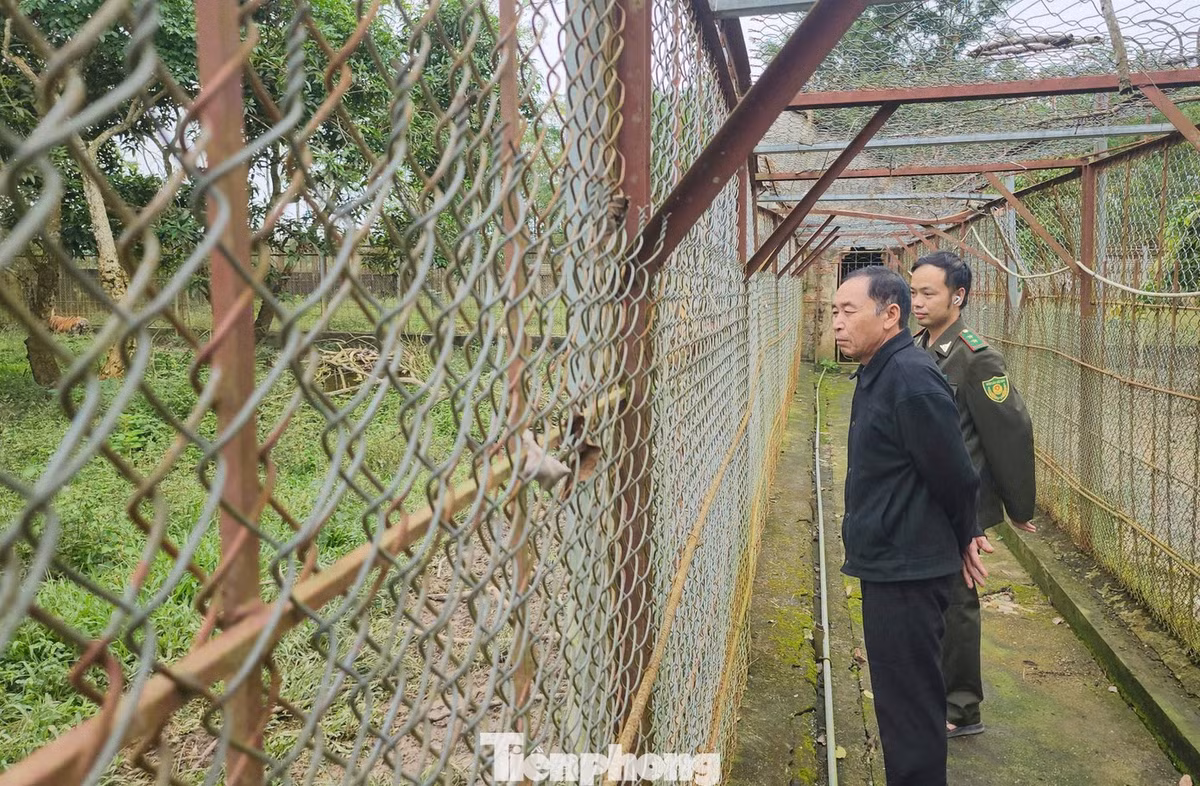 Ông Lê Văn Hà, Trạm Kiểm lâm Mục Sơn thuộc Hạt Kiểm lâm Ngọc Lặc cho biết, hàng tuần đơn vị cử cán bộ xuống kiểm tra việc chăm sóc, bảo vệ đàn hổ. Hiện ngành chức năng đang xúc tiến tìm đơn vị đủ điều kiện, sớm chuyển giao đàn hổ an toàn, đảm bảo quy định.