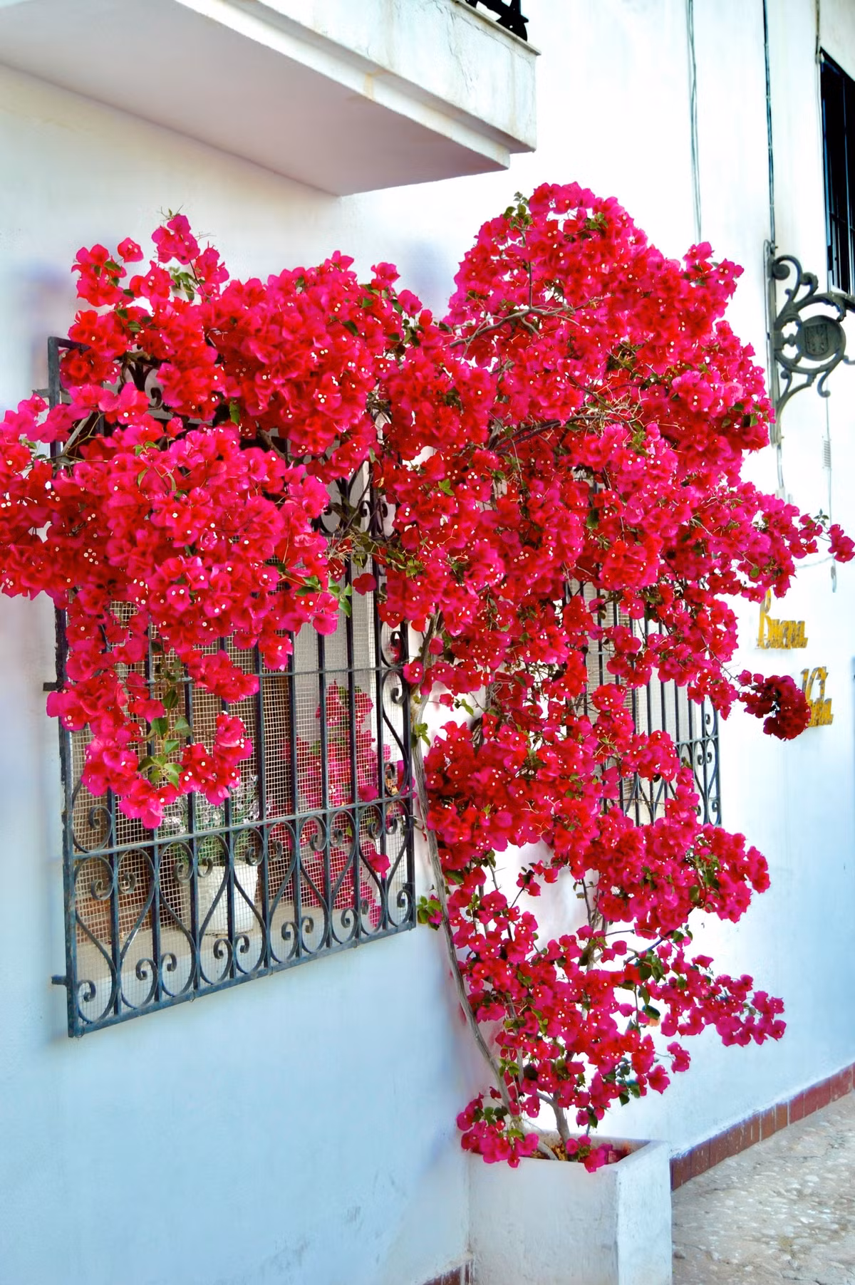 Hoa giấy đỏ nở muộn nhưng lại là “người hùng thầm lặng” của khu vườn. Khi hoa khác đã tàn, chính lúc hoa giấy đỏ bung sắc, rực rỡ trong cảnh vật tàn úa xung quanh.