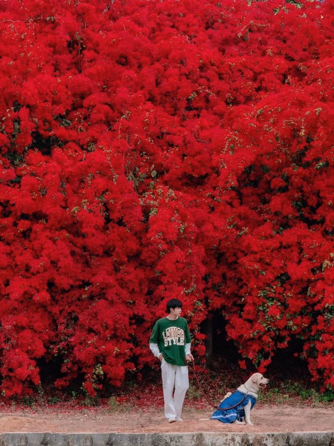 Hoa giấy: Hoa giấy từ lâu được xem là “nữ hoàng dễ tính” của thế giới cây cảnh. Cây chịu nắng, chịu khô, chịu mưa và có thể sống khỏe trong nhiều điều kiện mà không cần chăm sóc cầu kỳ.