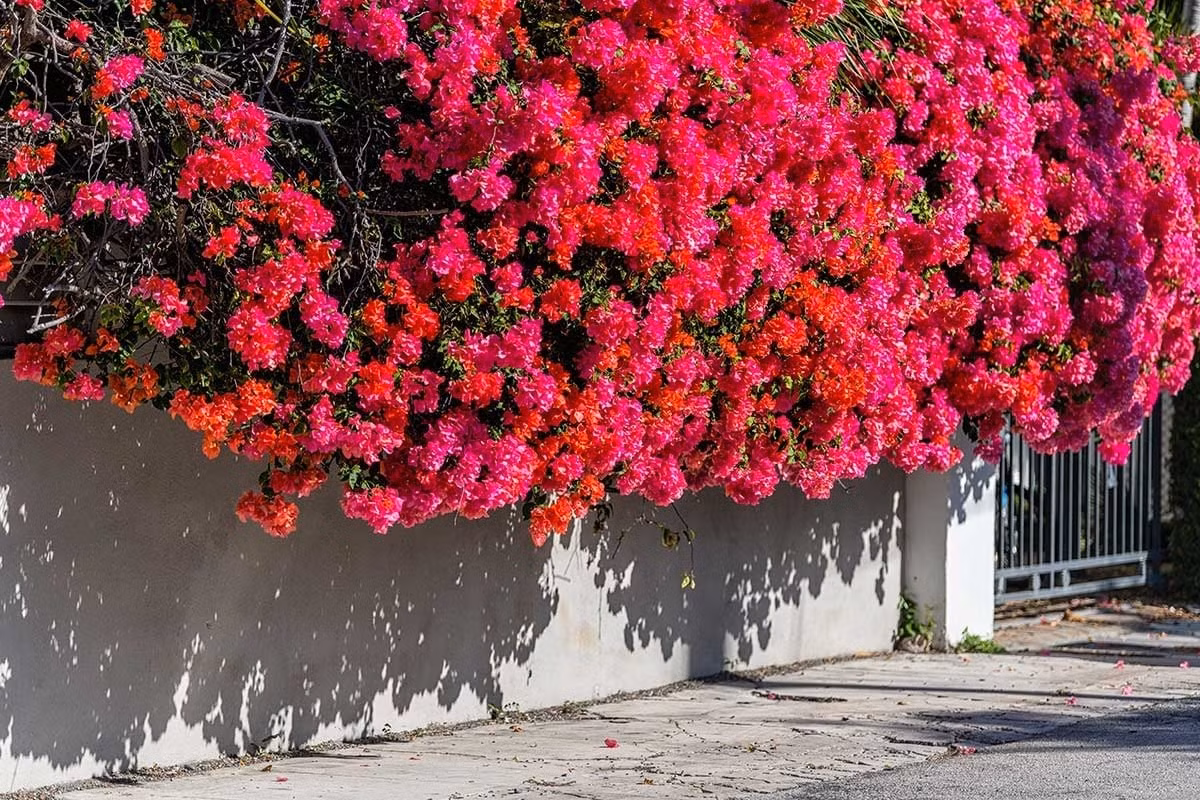 Chọn đất tơi xốp, giàu dinh dưỡng, thoát nước tốt là điều kiện tiên quyết. Chậu phải vừa vặn: quá to dễ úng nước, quá nhỏ thì rễ kém phát triển – cây không thể lớn mạnh.
