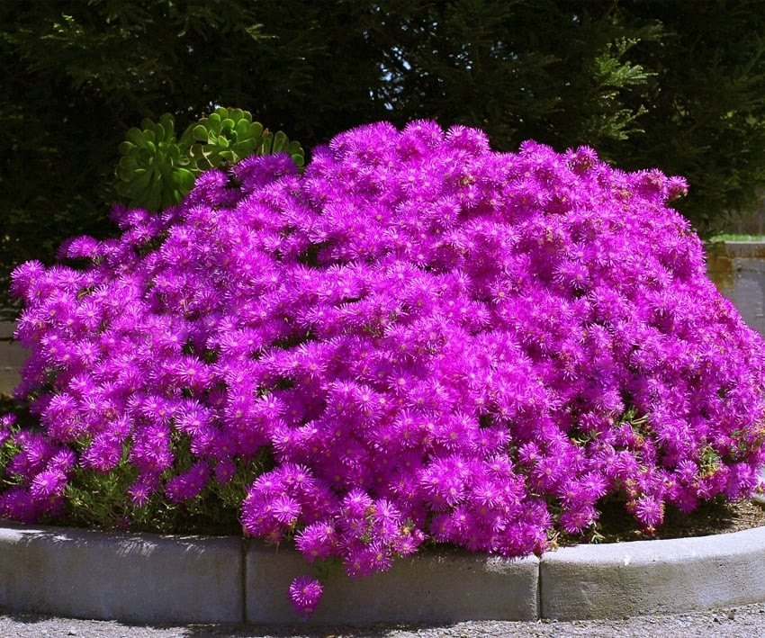 Hoa nở 4 mùa, chẳng hề ngại nắng: Ở vùng khí hậu ấm, Lampranthus nở quanh năm. Còn tại vùng mát, hoa nở rộ nhất từ tháng 5 đến tháng 10, đợt này nối tiếp đợt kia.