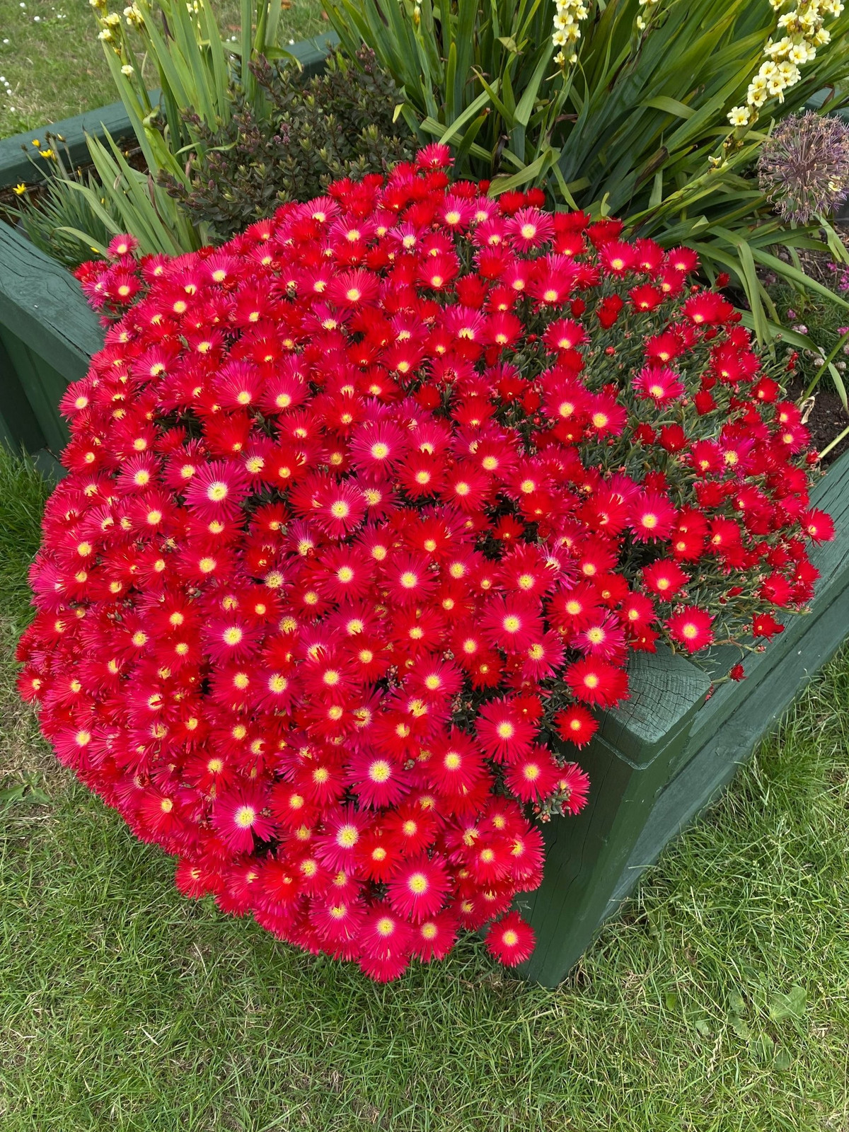 Vẻ đẹp không chỉ ở hoa: Ngay cả khi chưa ra hoa, thân và lá của cây đã rất đẹp. Lá xanh quanh năm, mọng nước, có hình trụ hoặc tam giác, nhìn mát mắt như thạch lô hội.