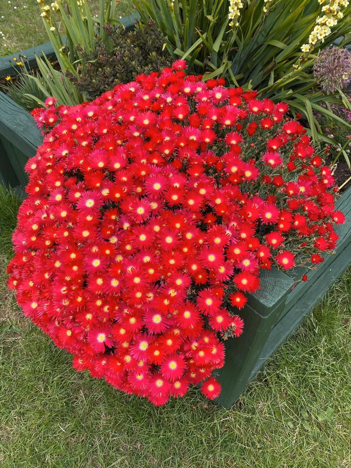 Vẻ đẹp không chỉ ở hoa: Ngay cả khi chưa ra hoa, thân và lá của cây đã rất đẹp. Lá xanh quanh năm, mọng nước, có hình trụ hoặc tam giác, nhìn mát mắt như thạch lô hội.