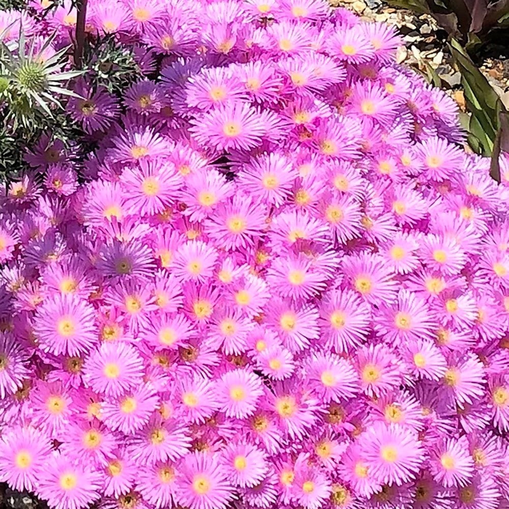 Sân nhỏ cũng có thể bừng sáng: Cây không cần nhiều đất, bạn có thể trồng Lampranthus trong chậu nhỏ, để nơi có nắng. Khi nở rộ, cả chậu như một “pháo hoa sống” giữa sân nhà.