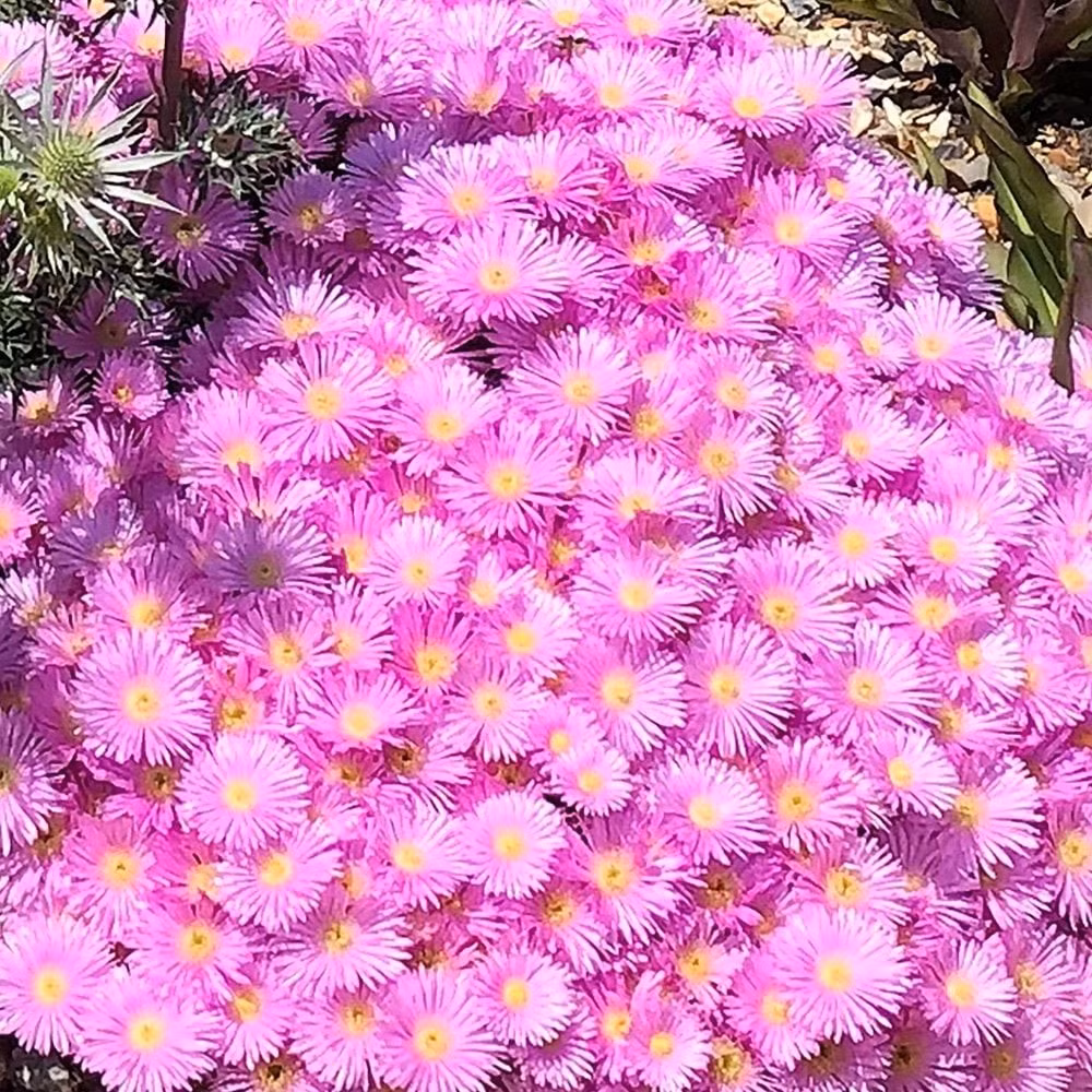 Sân nhỏ cũng có thể bừng sáng: Cây không cần nhiều đất, bạn có thể trồng Lampranthus trong chậu nhỏ, để nơi có nắng. Khi nở rộ, cả chậu như một “pháo hoa sống” giữa sân nhà.