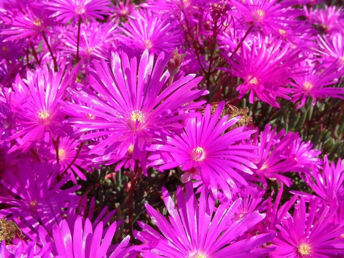 Mỗi bông hoa như pháo sáng giữa nắng trưa: Hoa Lampranthus nở vào buổi trưa đầy nắng, khép lại về đêm và lại tiếp tục nở rộ hôm sau. Mỗi bông hoa sống từ 5–7 ngày, luôn rạng rỡ như lần đầu.