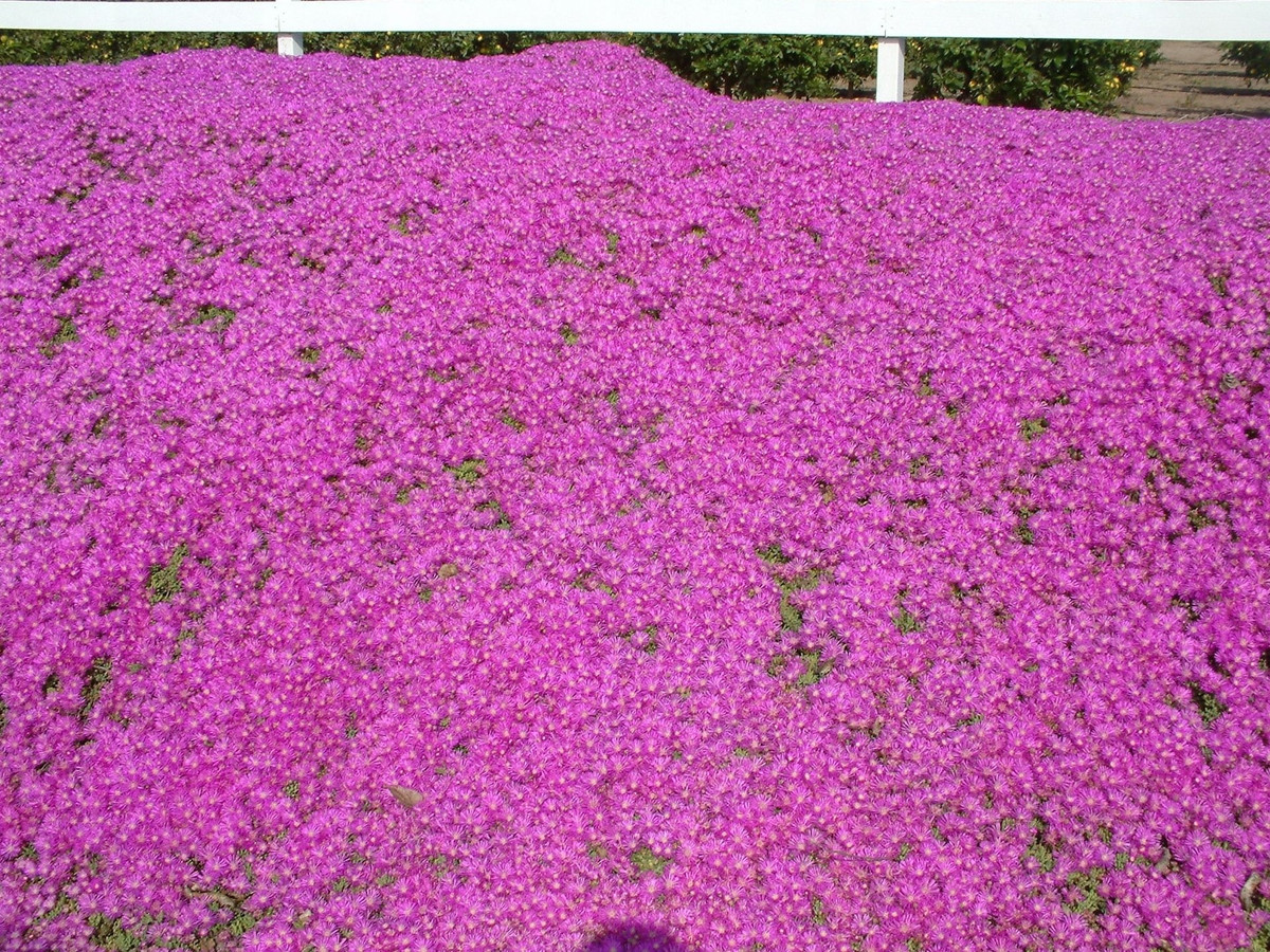 Những mặt trời rực cháy giữa vườn hoa: Những bông hoa của Lampranthus nở bừng sắc đỏ, cam, vàng, hồng, tím – rực rỡ như mặt trời. Mỗi cánh hoa lấp lánh như tinh thể băng dưới ánh sáng, mát mắt mà rực rỡ.