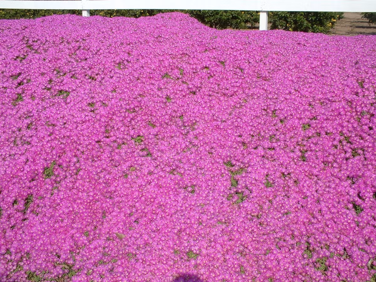 Những mặt trời rực cháy giữa vườn hoa: Những bông hoa của Lampranthus nở bừng sắc đỏ, cam, vàng, hồng, tím – rực rỡ như mặt trời. Mỗi cánh hoa lấp lánh như tinh thể băng dưới ánh sáng, mát mắt mà rực rỡ.