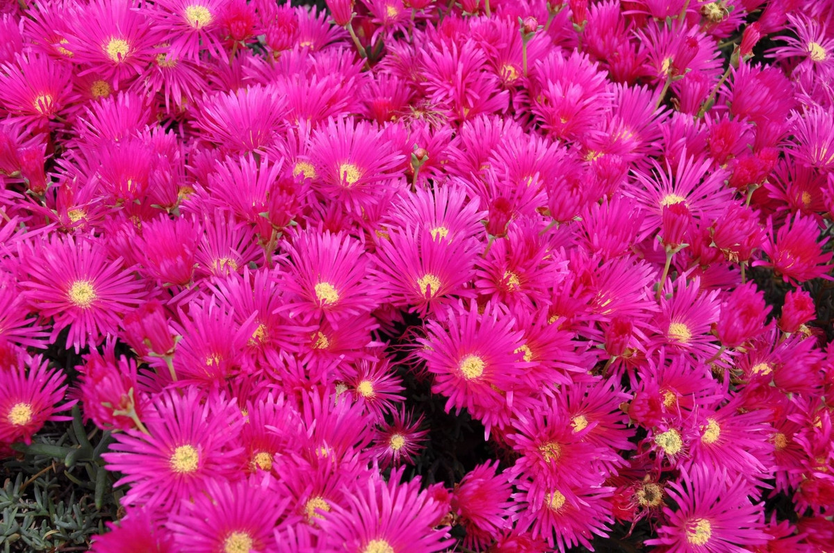 Trồng một lần, yêu cả đời: Nếu bạn đang tìm một cây cảnh vừa rực rỡ, vừa dễ chăm mà lại “khoẻ như siêu nhân”, Lampranthus chắc chắn là lựa chọn không thể bỏ qua mùa hè này.