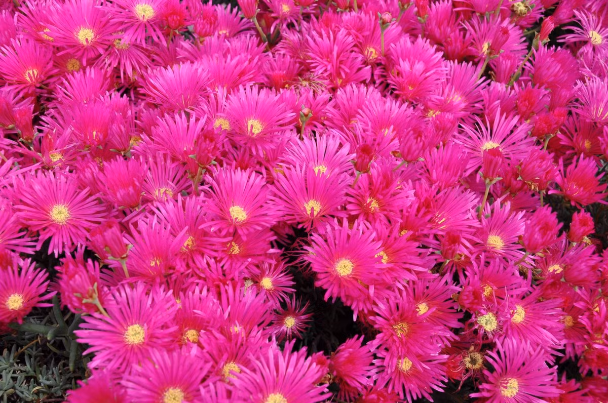 Trồng một lần, yêu cả đời: Nếu bạn đang tìm một cây cảnh vừa rực rỡ, vừa dễ chăm mà lại “khoẻ như siêu nhân”, Lampranthus chắc chắn là lựa chọn không thể bỏ qua mùa hè này.