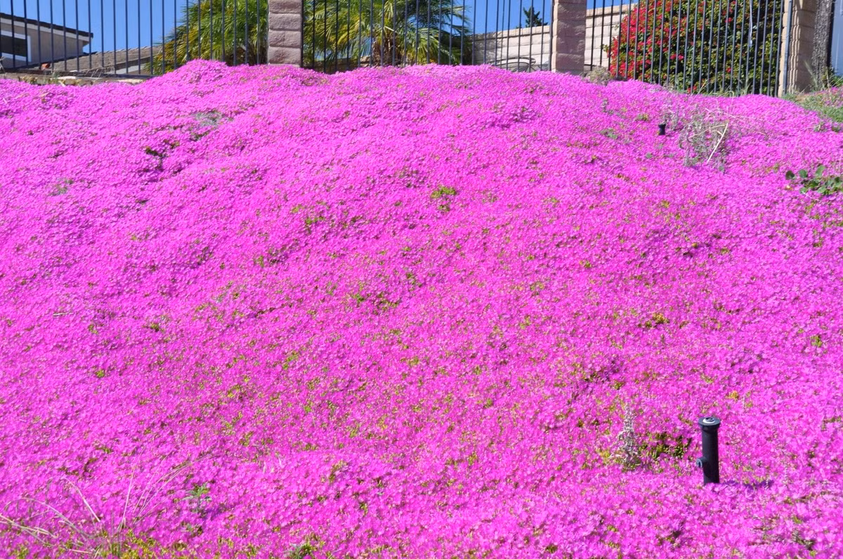 Lưu ý khi chăm sóc mùa hè và đông: Vào những ngày nắng gắt trên 35 độ, hãy tạo bóng nhẹ. Mùa đông, nếu nhiệt độ xuống dưới 10 độ, nên mang cây vào nhà, đặt nơi có nắng gián tiếp.